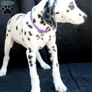 Button, Dalmatian Puppy