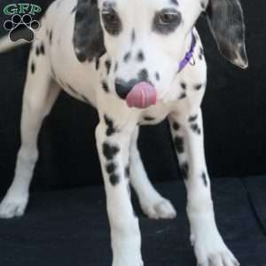 Button, Dalmatian Puppy