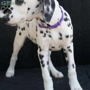 Button, Dalmatian Puppy