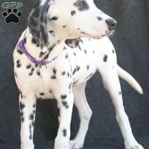 Button, Dalmatian Puppy