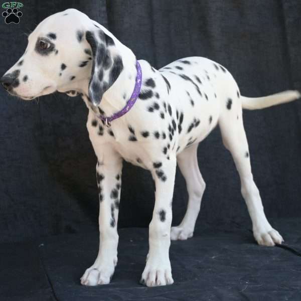 Button, Dalmatian Puppy