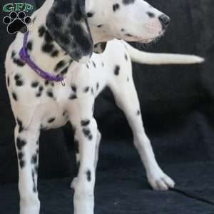 Button, Dalmatian Puppy