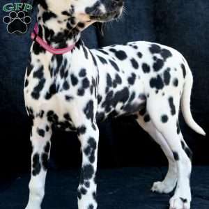 Bee, Dalmatian Puppy