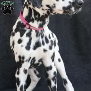 Bee, Dalmatian Puppy