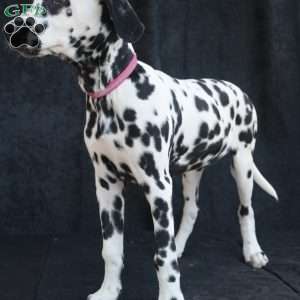 Bee, Dalmatian Puppy