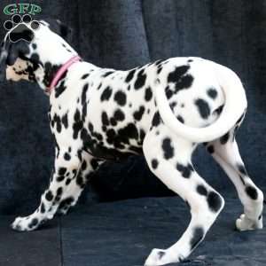 Bee, Dalmatian Puppy