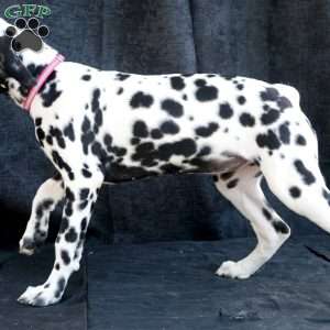 Bee, Dalmatian Puppy