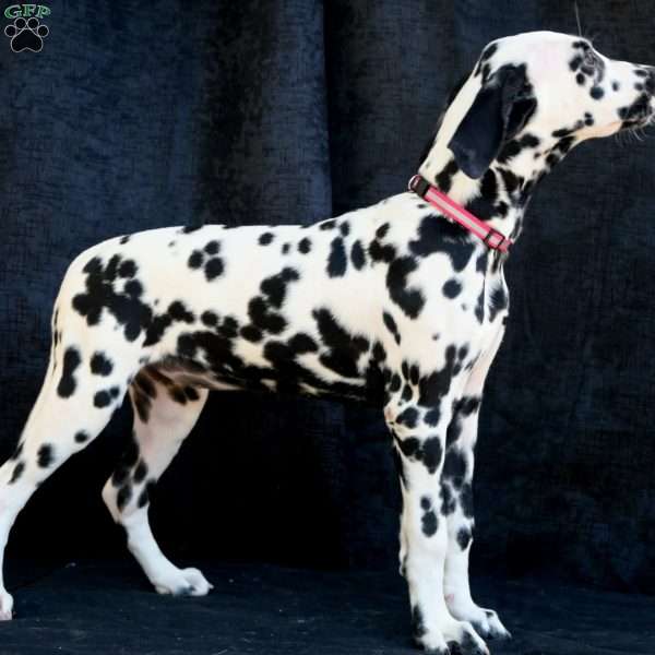 Bee, Dalmatian Puppy