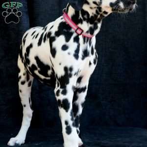 Bee, Dalmatian Puppy