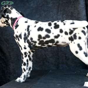 Bee, Dalmatian Puppy