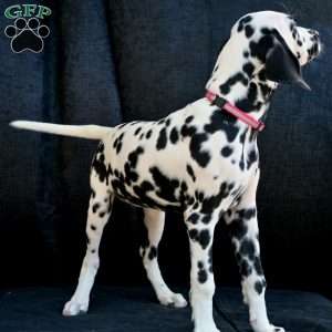 Bee, Dalmatian Puppy