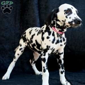 Bee, Dalmatian Puppy