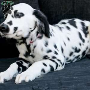 Bumble, Dalmatian Puppy