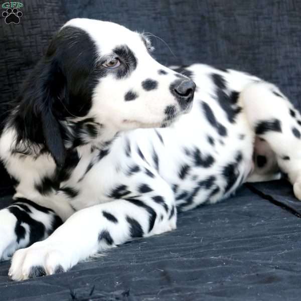 Bumble, Dalmatian Puppy