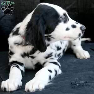 Bumble, Dalmatian Puppy