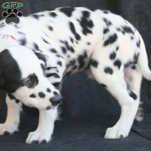 Bumble, Dalmatian Puppy