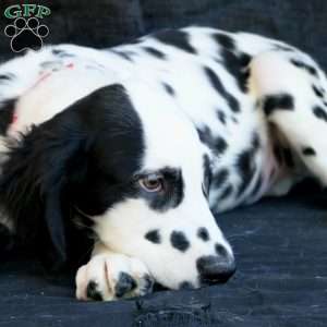 Bumble, Dalmatian Puppy