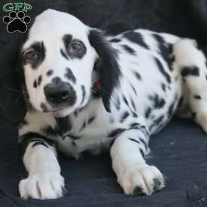 Bumble, Dalmatian Puppy