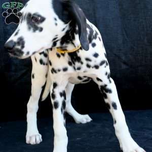 Beauty, Dalmatian Puppy