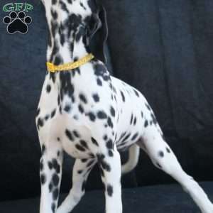 Beauty, Dalmatian Puppy