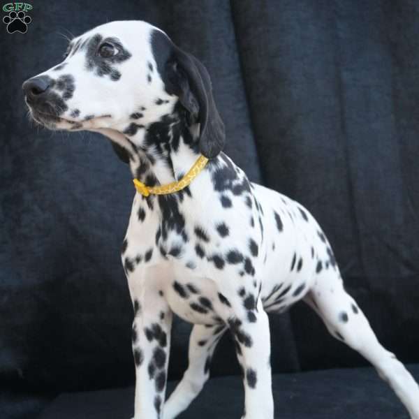 Beauty, Dalmatian Puppy