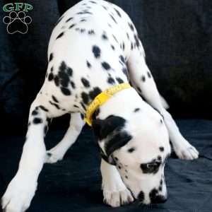 Beauty, Dalmatian Puppy