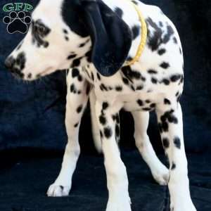 Beauty, Dalmatian Puppy