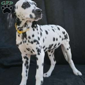 Beauty, Dalmatian Puppy