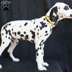 Beauty, Dalmatian Puppy