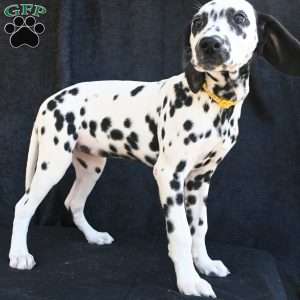 Beauty, Dalmatian Puppy