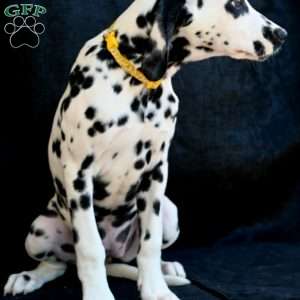 Beauty, Dalmatian Puppy