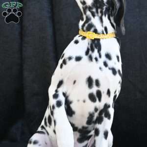 Beauty, Dalmatian Puppy