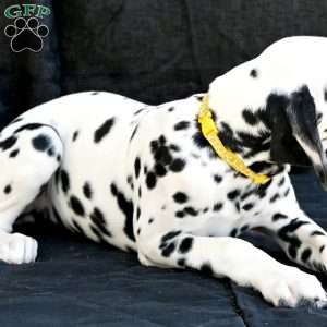 Beauty, Dalmatian Puppy