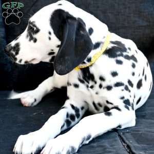 Beauty, Dalmatian Puppy