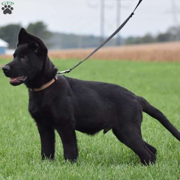 Bodie Von Skyview, German Shepherd Puppy