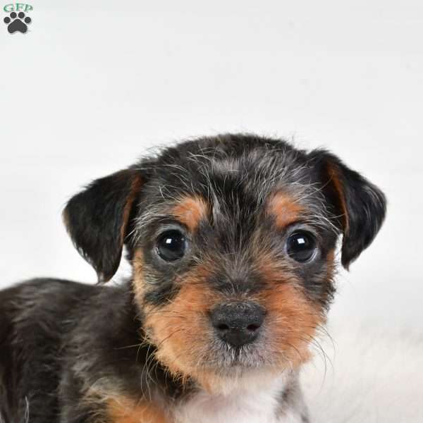 Easton, Yorkie Poo Puppy