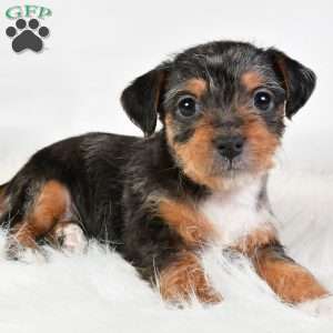 Easton, Yorkie Poo Puppy