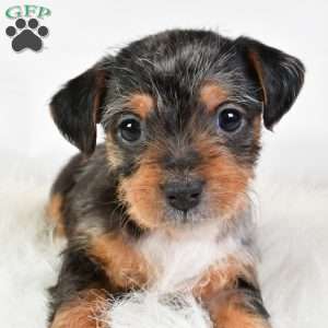 Easton, Yorkie Poo Puppy