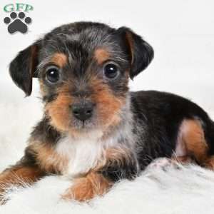 Easton, Yorkie Poo Puppy