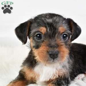 Easton, Yorkie Poo Puppy