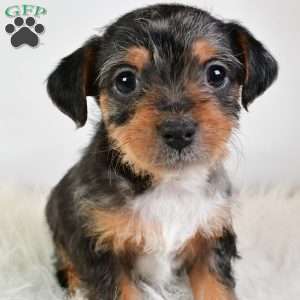 Easton, Yorkie Poo Puppy