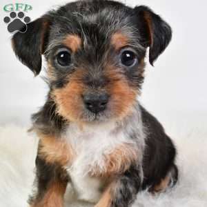 Easton, Yorkie Poo Puppy