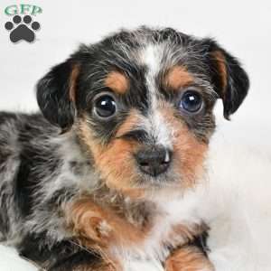 Elsa, Yorkie Poo Puppy