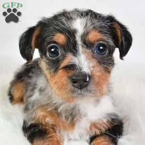 Elsa, Yorkie Poo Puppy