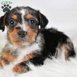 Elsa, Yorkie Poo Puppy