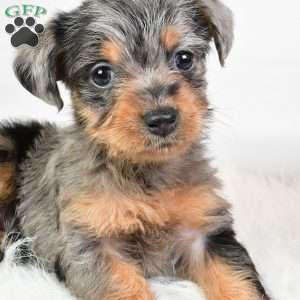 Emma, Yorkie Poo Puppy