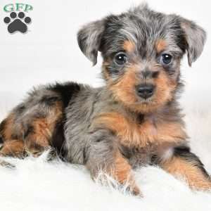 Emma, Yorkie Poo Puppy