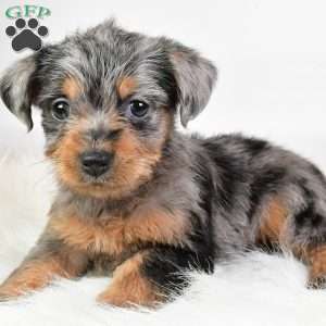 Emma, Yorkie Poo Puppy