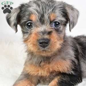 Emma, Yorkie Poo Puppy