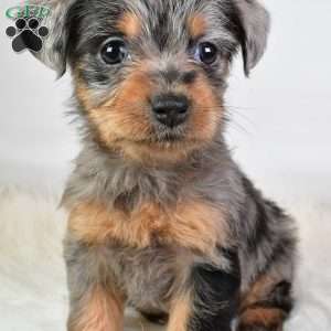 Emma, Yorkie Poo Puppy